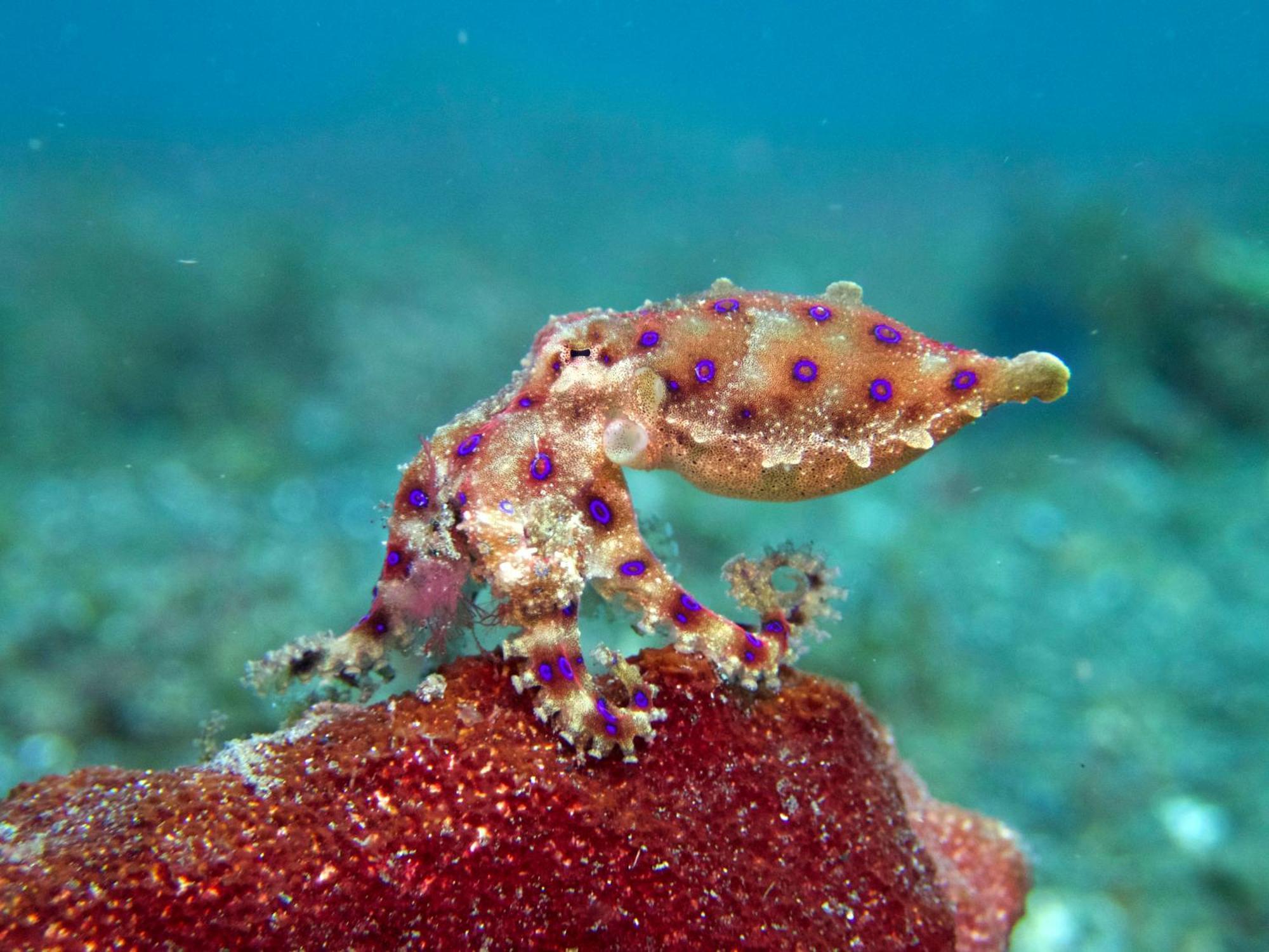 Cocotinos Lembeh A Boutique Dive Lodge Bitung