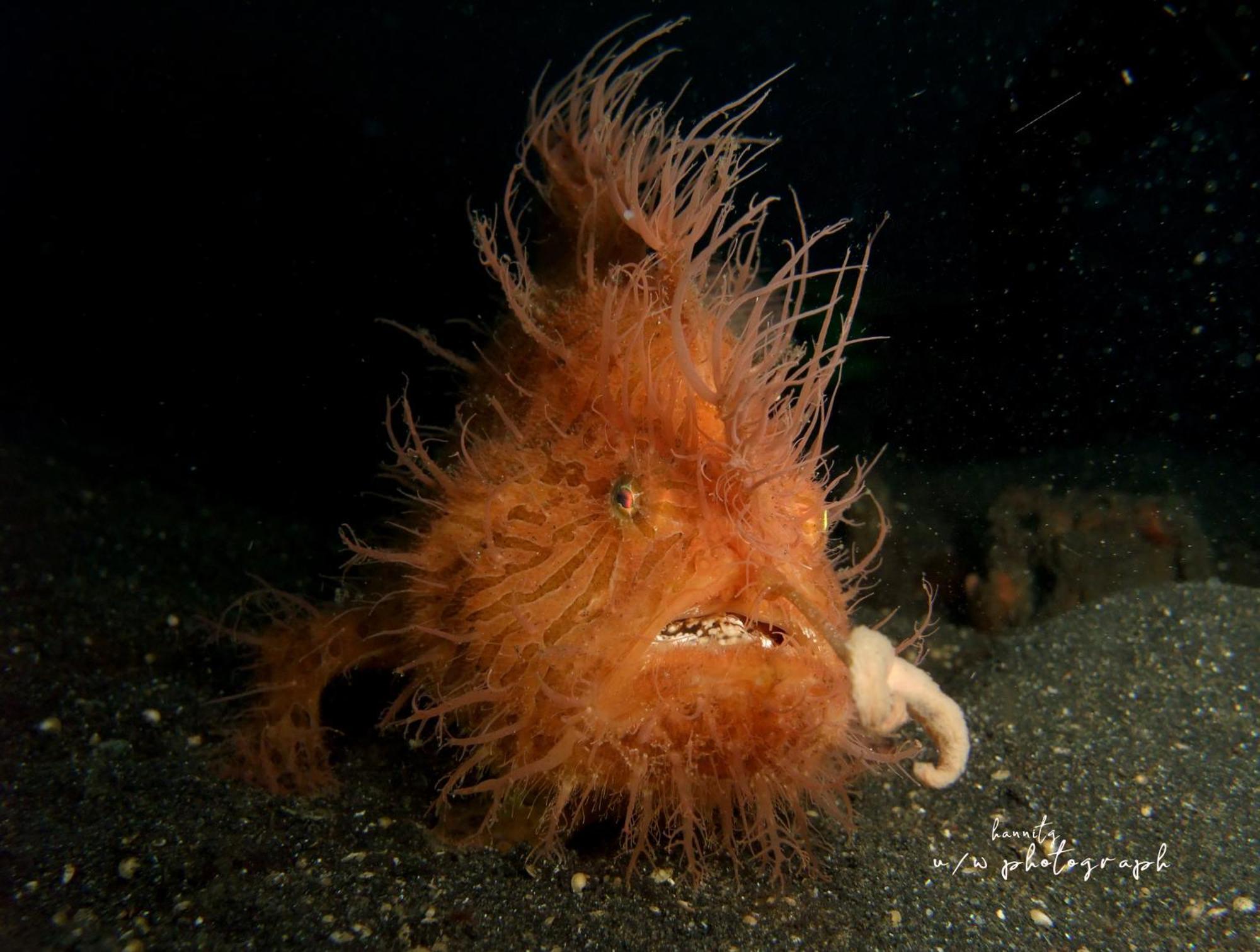 Cocotinos Lembeh A Boutique Dive Lodge