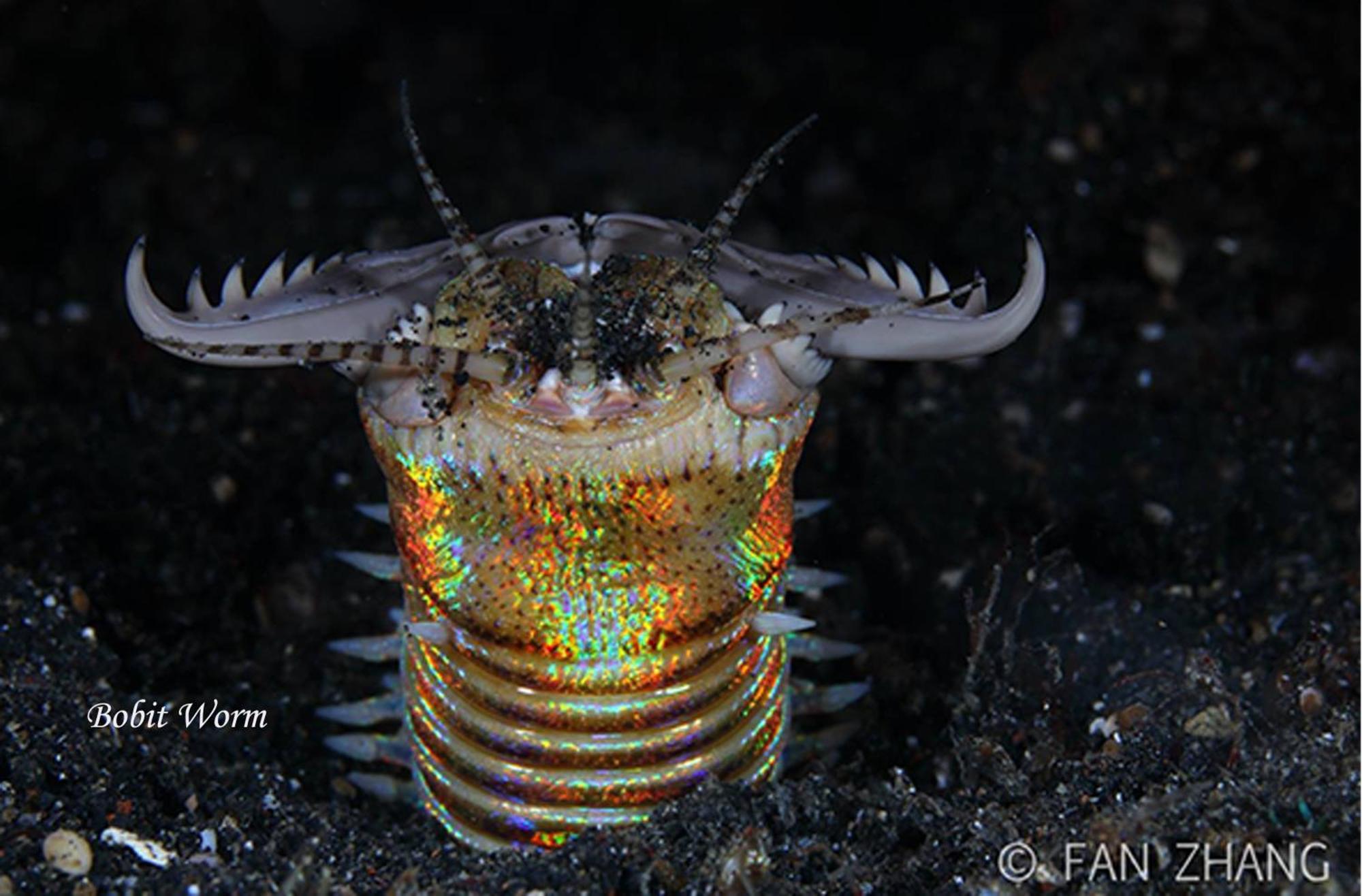 Lodge Cocotinos Lembeh A Boutique Dive *